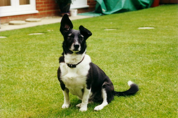 Holly - Click for larger image