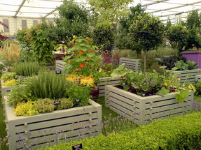 Notcutts garden
Click for larger image