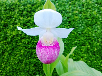 Orchid - Cypripedium reginae