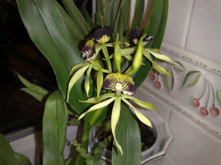 Orchid - Encyclia - click for larger image