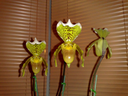 Orchid - Paphiopedilum - click for larger image