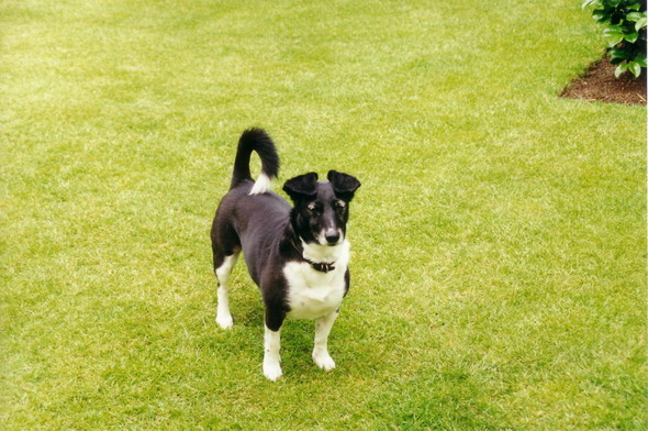 Holly - Click for larger image