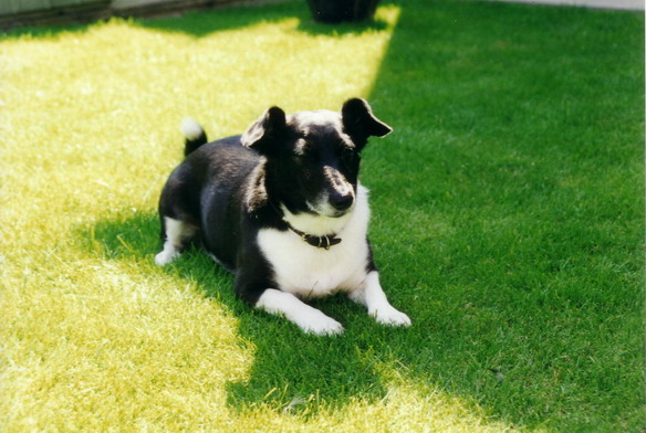 Holly - Click for larger image