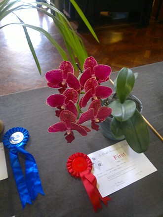 Orchid - Phalaenopsis Taida Salu Red (First) Cymbidium Cream Showgirl Hybrid (Second) in novice class