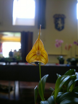 Masdevallia Davina x Avalon Pellegrini
