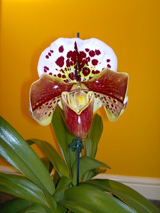 Orchid - Paphiopedilum Jupiter Hollow