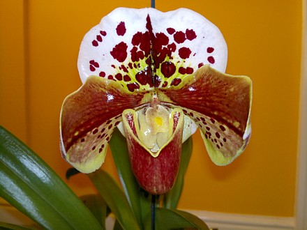 Orchid - Paphiopedilum Jupiter Hollow
