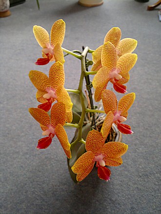 Orchid - Phalaenopsis Magical
