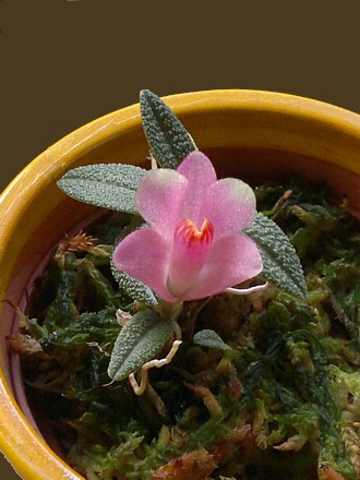 Orchid - Dendrobium cuthbertsonii 'Pink'