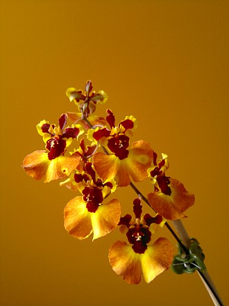 Orchid - Tolumnia Peach