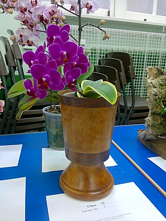 Orchid - Doritaenopsis Sogo Yenlin 'Variegated Leaves'