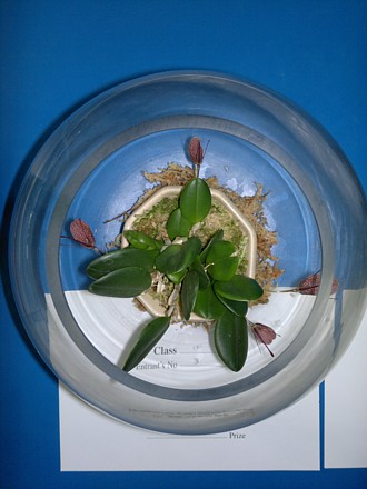 Orchid - Restrepia elegans