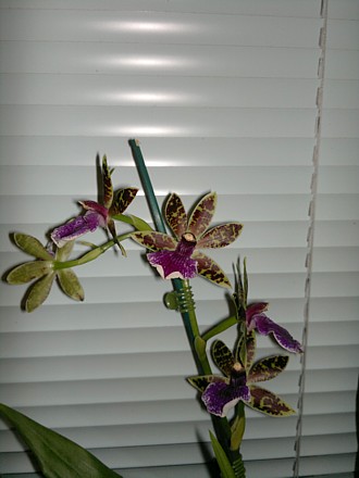 Orchid - Zygopetalum Artur Elle