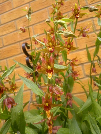 Orchid - Epipactis gigantea