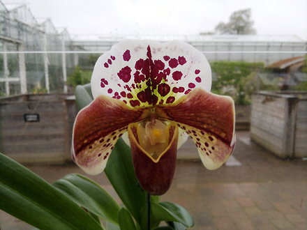 Orchid - Paphiopedilum Jupiter Hollow (Paph. New Edition 'Magic' x Paph. Thunder Sea 'Breathless')