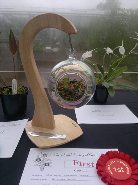 Orchid - Lepanthopsis astrophora 'Stalky' (First prize)