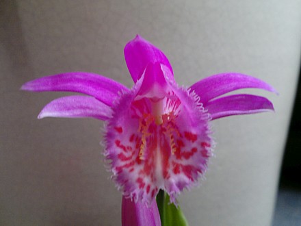 Orchid - Pleione Tongariro, opening