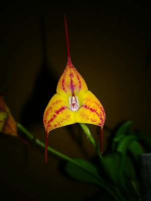 Masdevallia Davina x Avalon Pellegrini