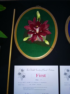 First Prize for wrist corsage