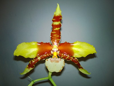 Orchid - Rossioglossum grande (Clown orchid)