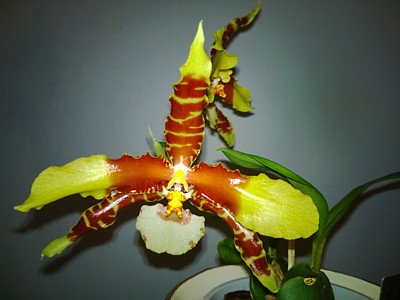 Orchid - Rossioglossum grande (Clown orchid)