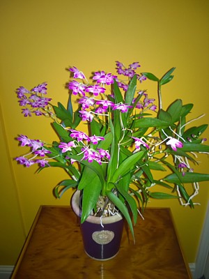 Orchid - dendrobium 'compactum' Berry