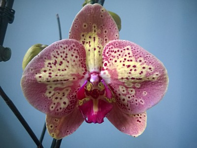 Orchid - Phalaenopsis Wild Peach