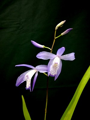 Bletilla striata 'Soryu'