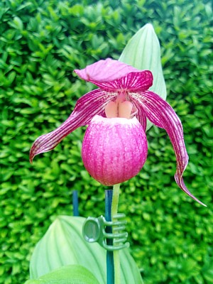 Orchid - Cypripedium Kentucky Pink Blush