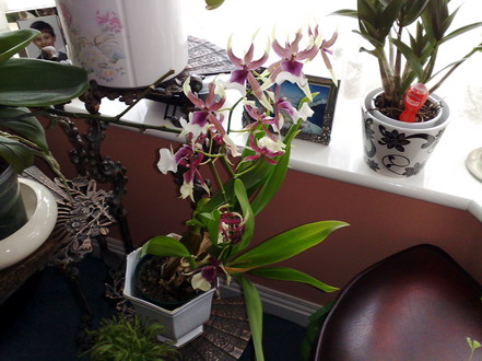 Orchid - Cambria (also known as Beallara) Eurostar