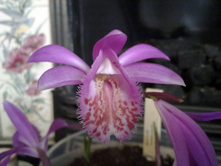 Orchid - Pleione Tongariro, fully open