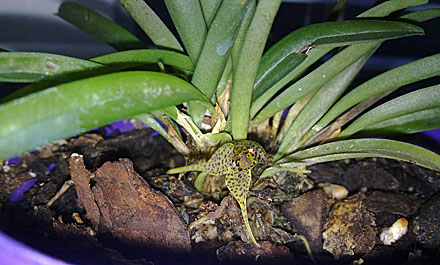Orchid - Dryadella zebrina