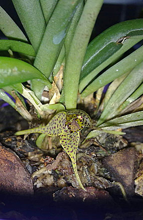 Orchid - Dryadella zebrina