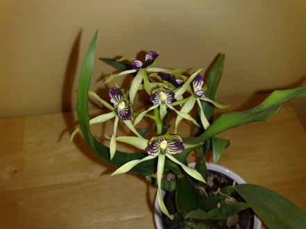 Orchid - Encyclia - click for larger image