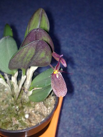 Orchid - Restrepia elegans