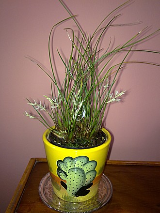 Orchid - Dendrochilum warrenii