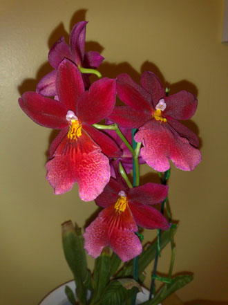 Orchid - cambria Isler Nelly - click for larger image