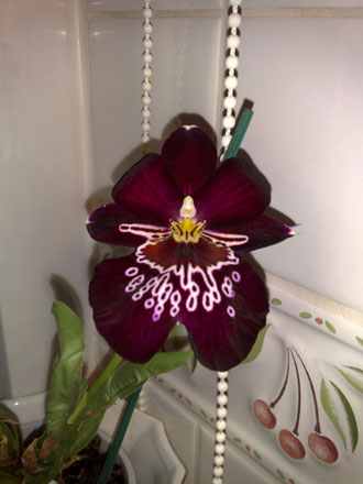 Orchid - Miltoniopsis celle