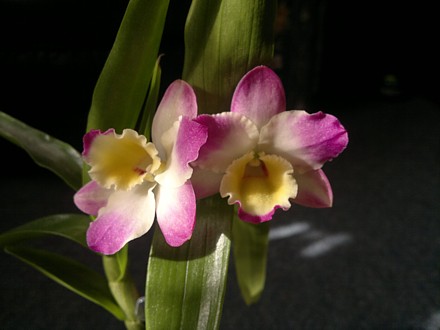 Orchid - Dendrobium nobile Pink Doll 'Magic'