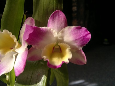 Orchid - Dendrobium nobile Pink Doll 'Magic'