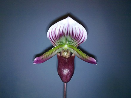 Orchid - Paphiopedilum maudiae - Hsinying Web