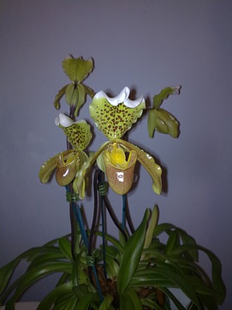 Orchid - Paphiopedilum insigne