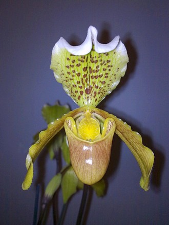 Orchid - Paphiopedilum insigne