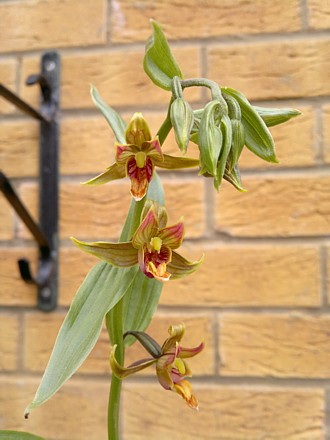 Orchid - Epipactis gigantea