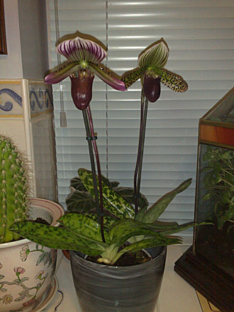 Orchid - Paphiopedilum maudiae