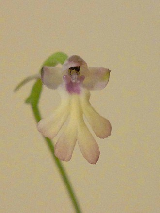 Orchid - Cynorkis fastigata (Humaoid Flower)