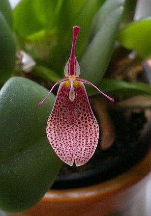 Orchid - Restrepia elegans