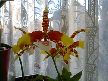 Orchid - Rossioglossum grande (Clown orchid)