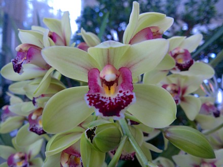 Orchid - Cymbidium Cream Showgirl Hybrid