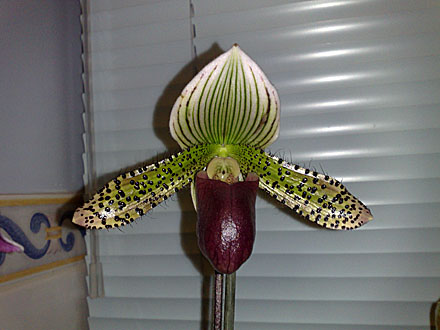 Orchid - Paphiopedilum maudiae - Macabre 'Blumen Insel'